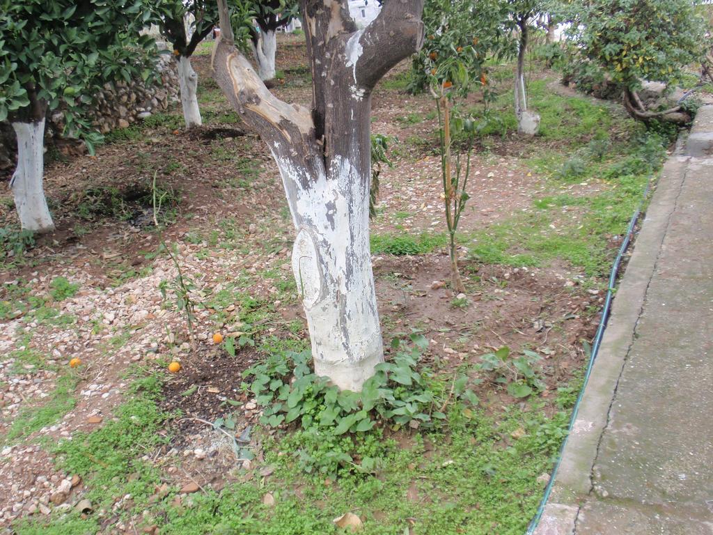 Apartmán Antouan Matina